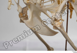 Skeleton Bird Animal photo references